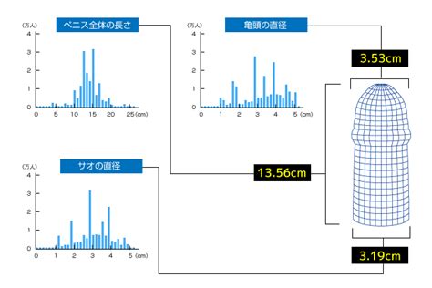 勃起 平均 サイズ